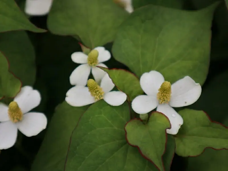 ドクダミの除草剤 ラウンドアップの有効性と使い方 農家web