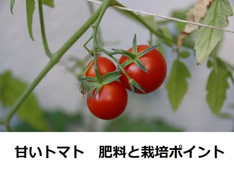 甘いトマトを作りたい 肥料で変わる 栽培のポイント 農家web