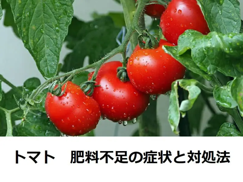 トマトの肥料 肥料不足の症状とその対処法 農家web