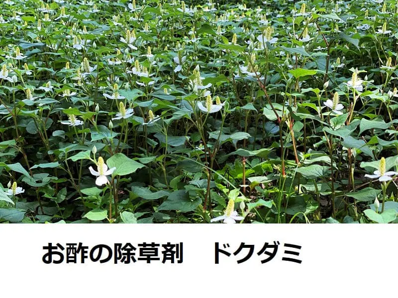 お酢の除草剤 ドクダミへの効果と使い方 農家web