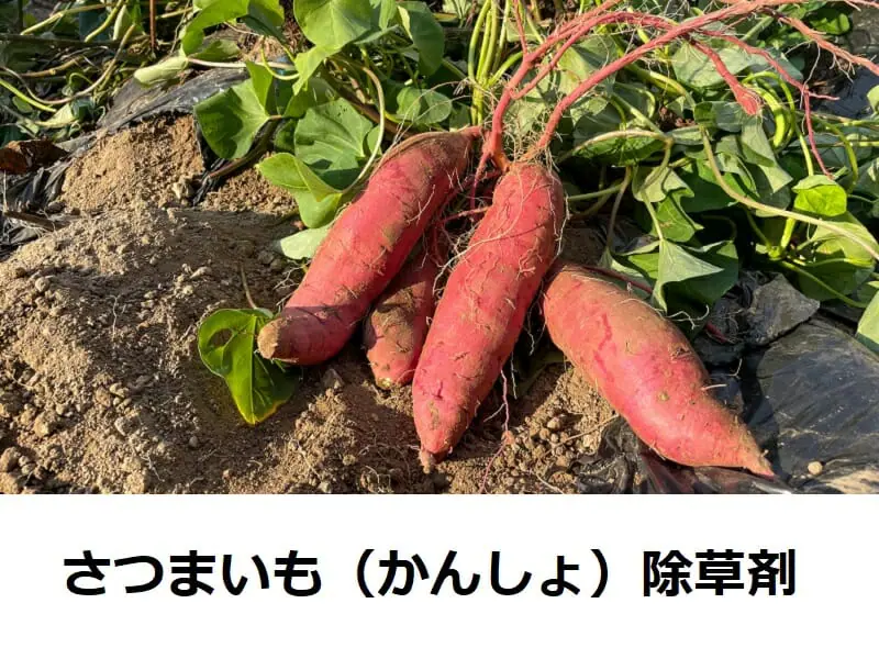 さつまいも（かんしょ）栽培に使える除草剤の種類と使い方 | 農家web