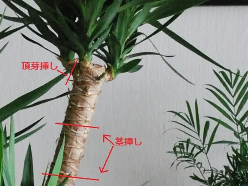 ユッカの水耕栽培 挿し木・植え替えの手順や育て方 | 農家web