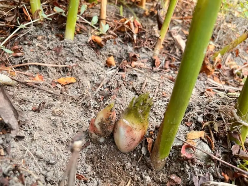 みょうがの地下茎 無農薬 ゆる