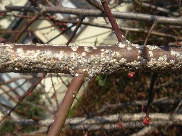 梅の枝に寄生したウメシロカイガラムシ