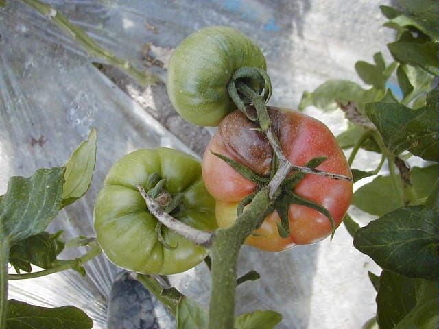 疫病に疾患したトマトの果実