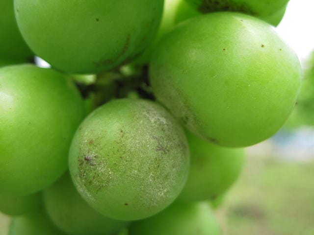 うどんこ病に疾患したブドウの果実