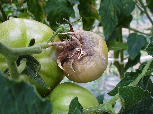 灰色かび病の進行が進んだトマトの幼果