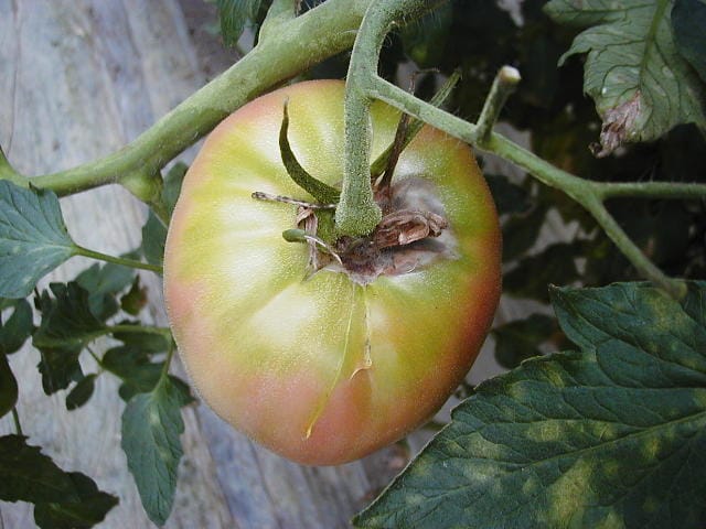 トマトの灰色かび病に感染した果実