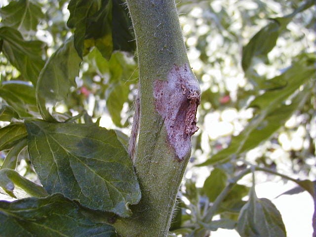 灰色かび病に感染したトマトの茎