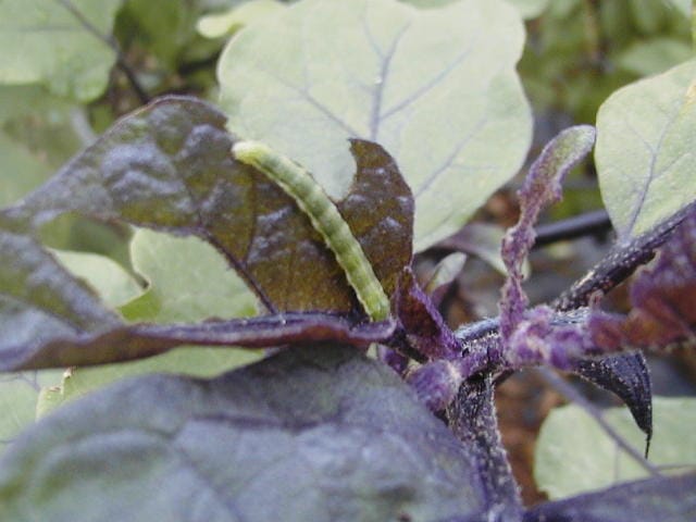 ナスの葉にいるオオタバコガの幼虫