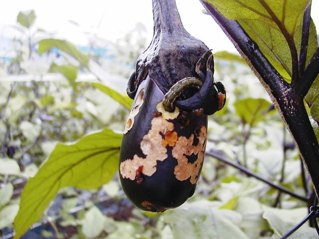 オオタバコガに食害されたナス