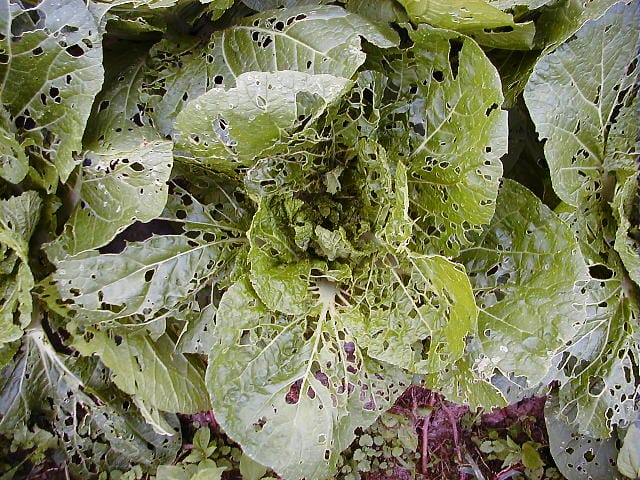 ハスモンヨトウに食害された白菜の葉