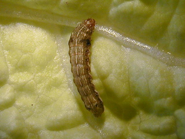 白菜の葉にいるハスモンヨトウの幼虫