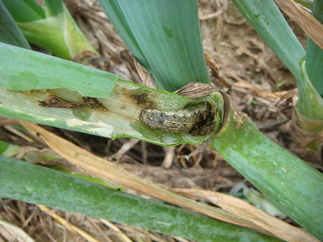 ネギを食害するハスモンヨトウの幼虫