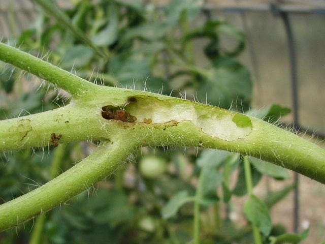 オオタバコガの幼虫に侵入されたトマトの茎