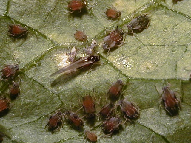 ワタアブラムシの雄雌の成虫